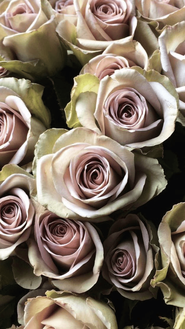 Rose Amnesia Lavender 40 Cm