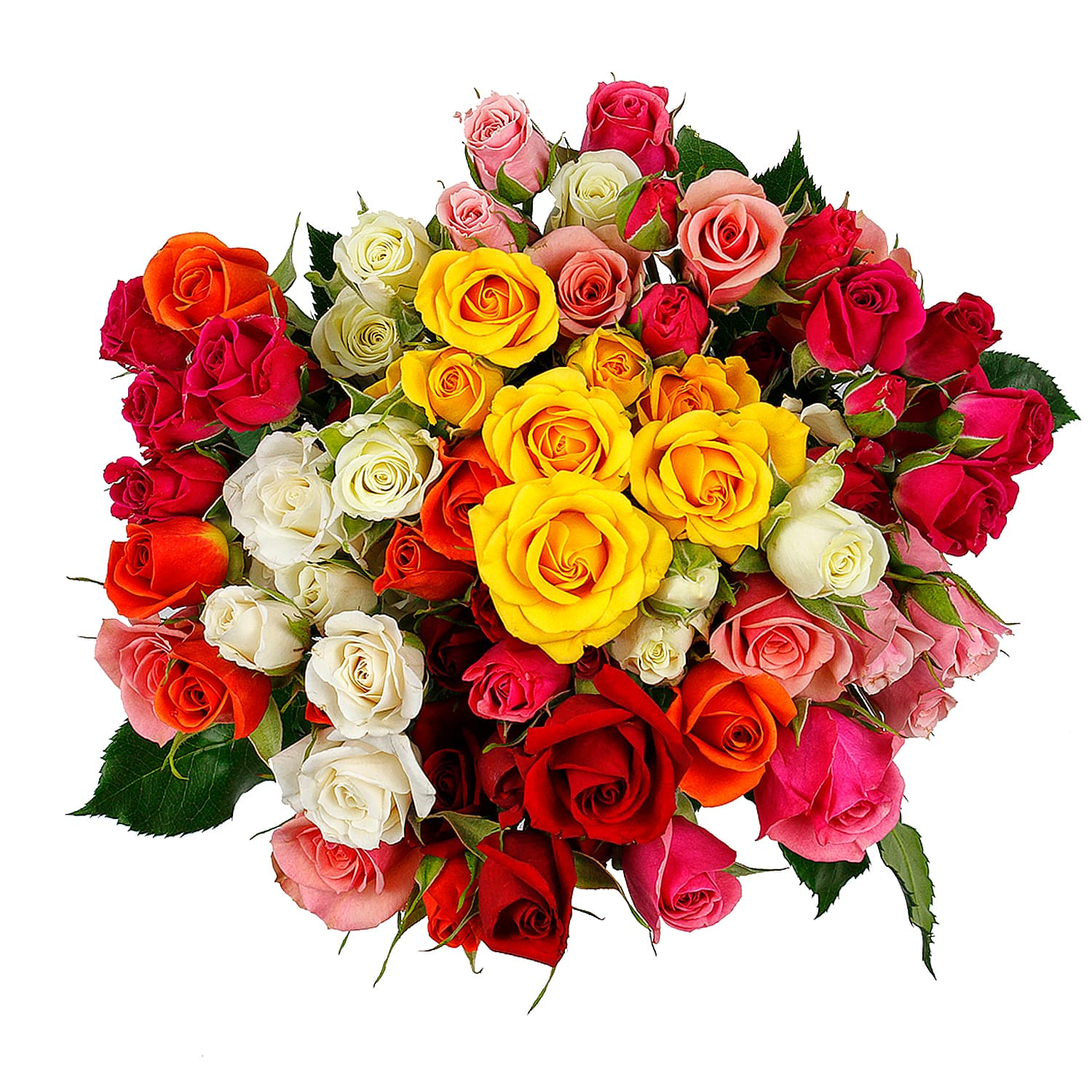 Spray Rose Assorted 50 Cm