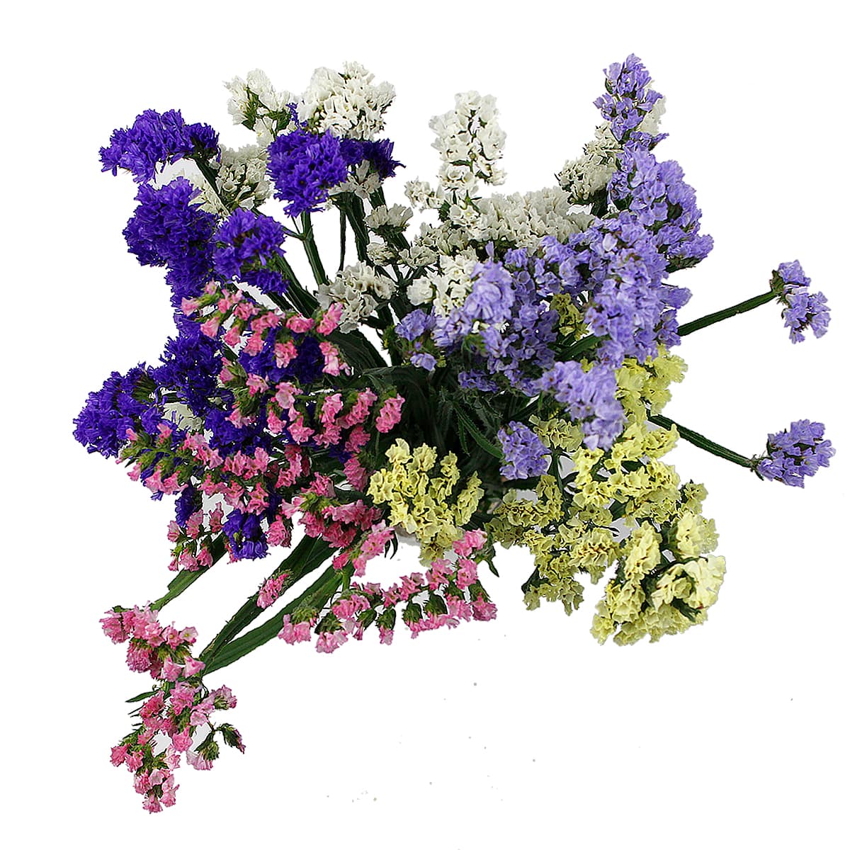 Statice Assorted