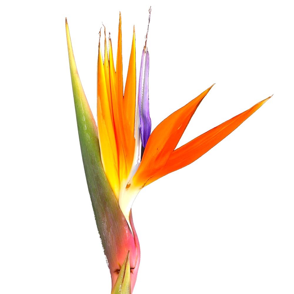 Tropical Bird Of Paradise Orange Sel
