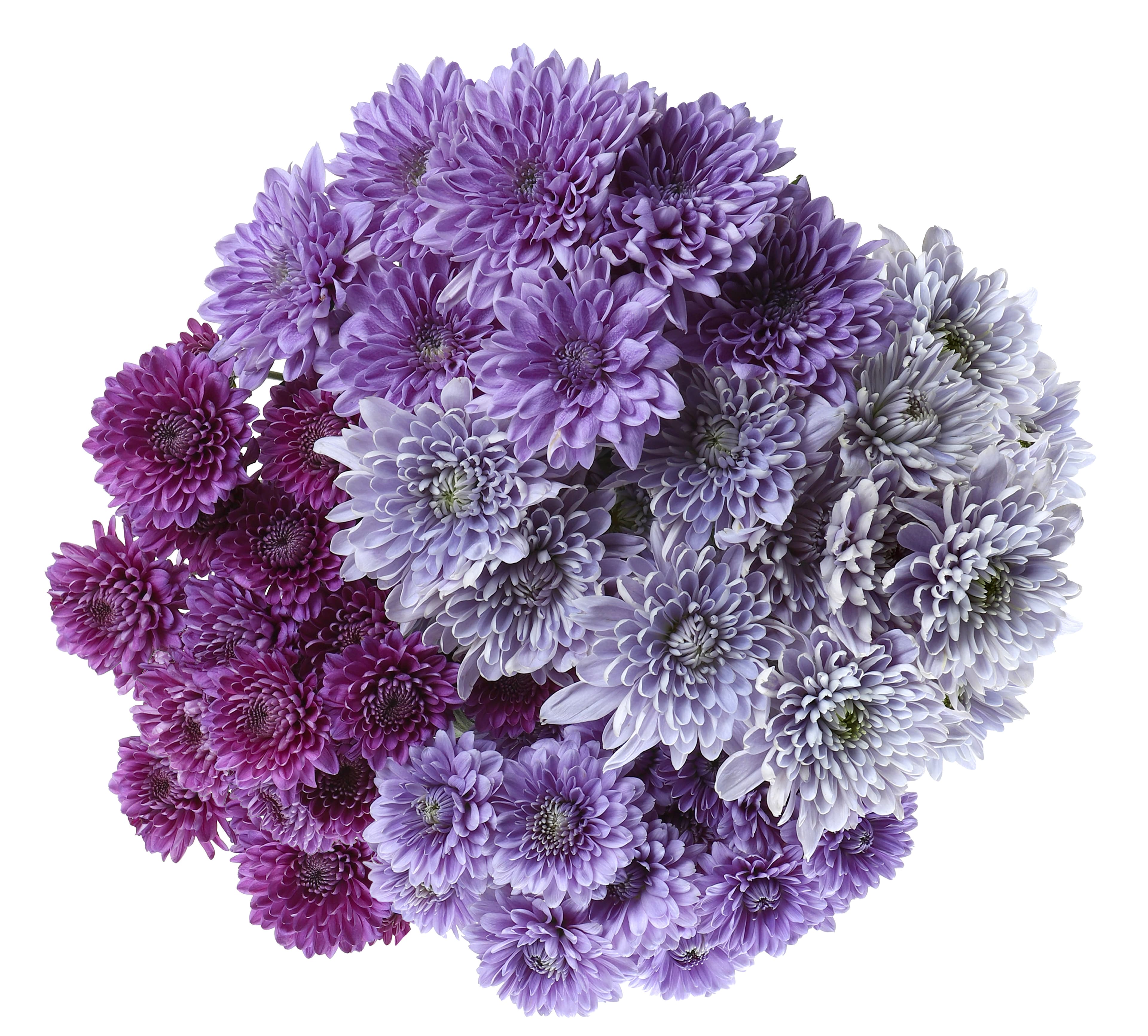 Pom BluOcean Assorted Purple
