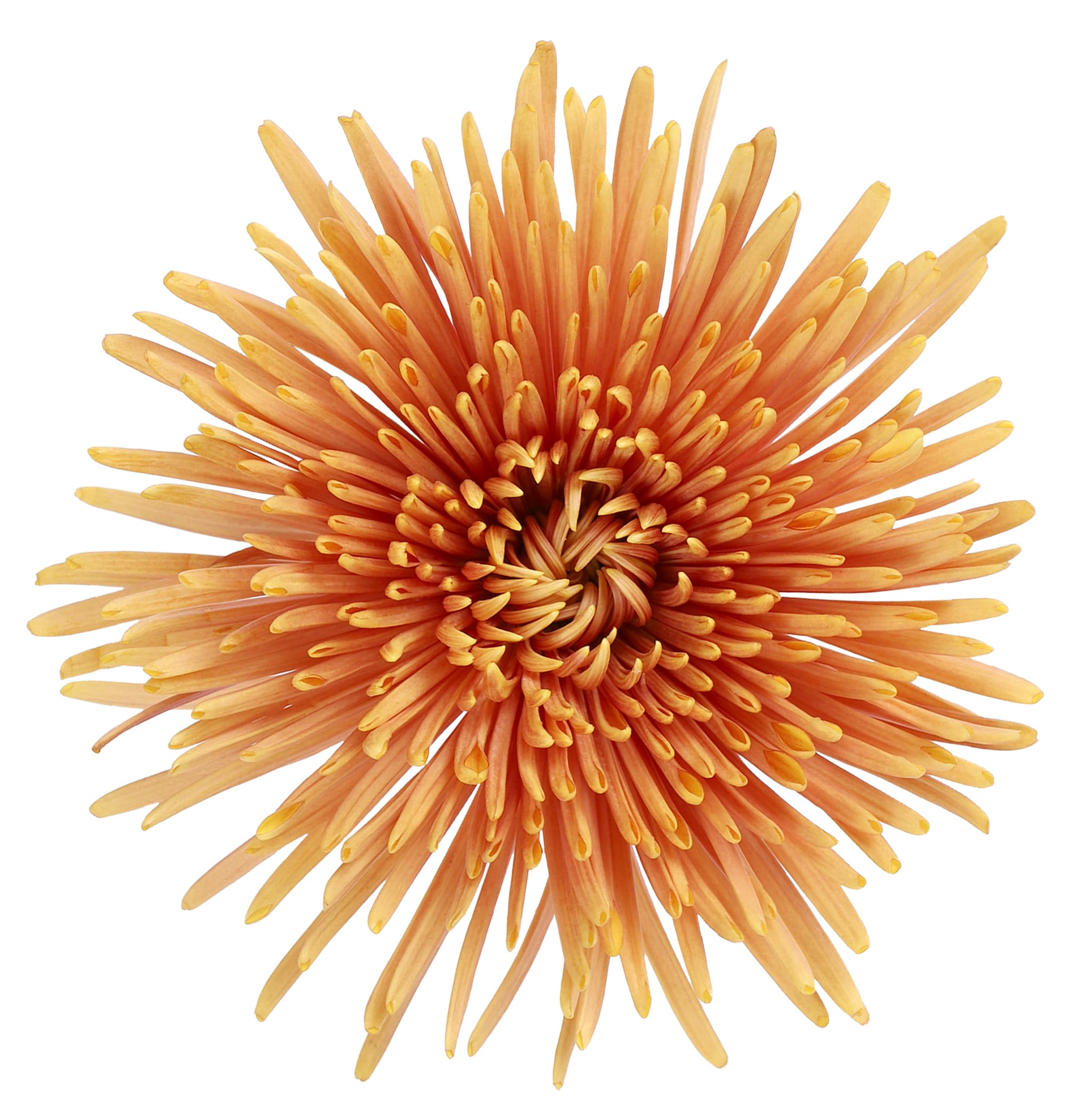 Mum Spider Tamarindo Bronze