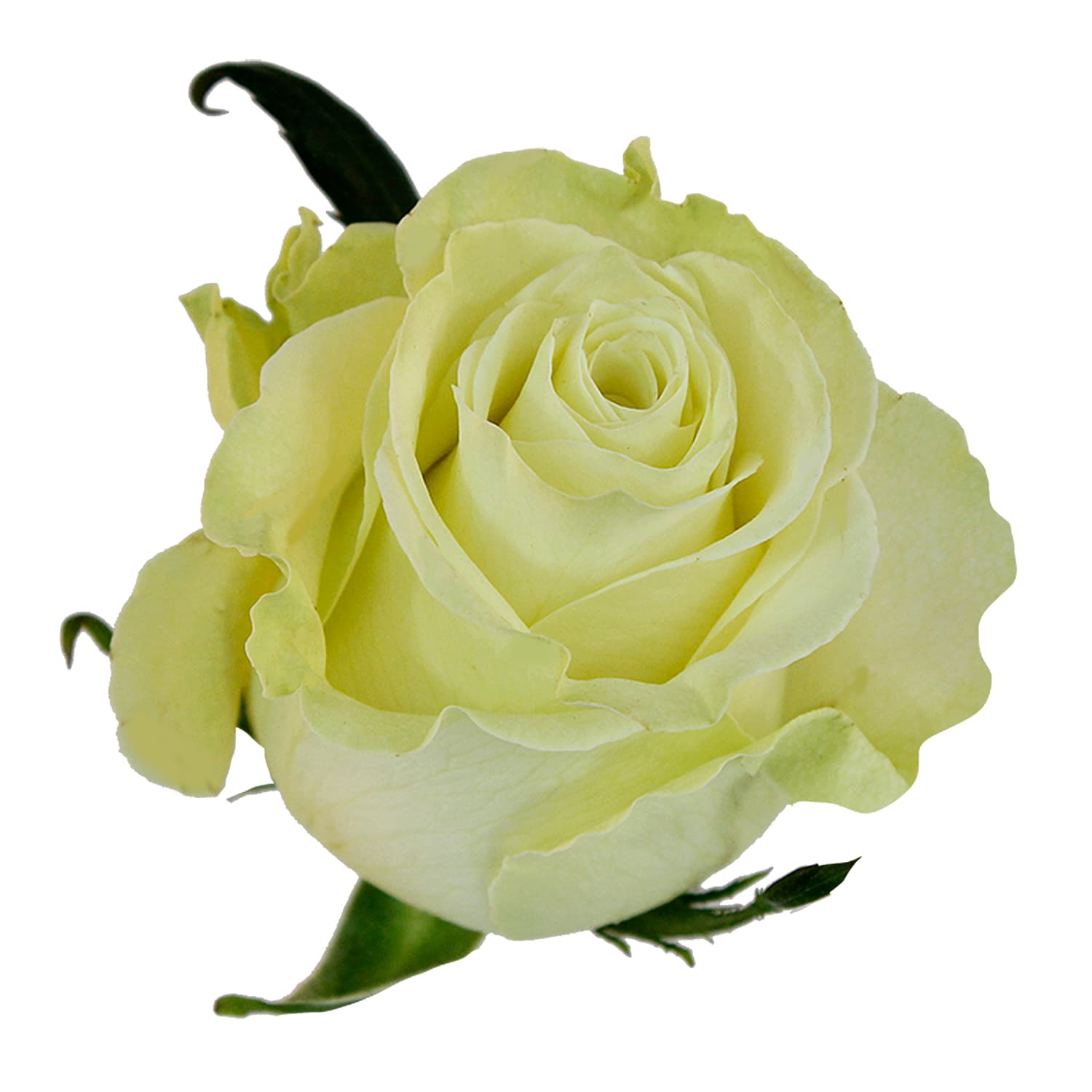 Rose Mondial White 60 Cm