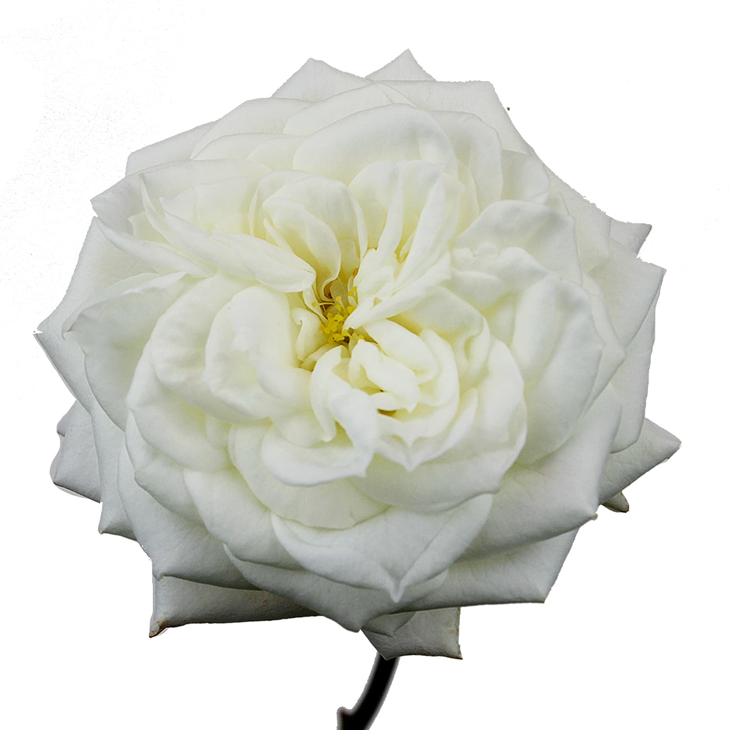Garden Rose Alabaster White 40/50 cm