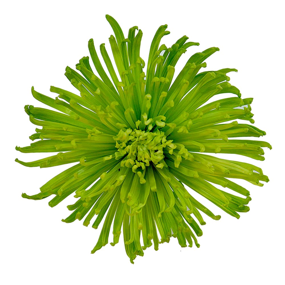 Mum Spider Anastasia Dark Green