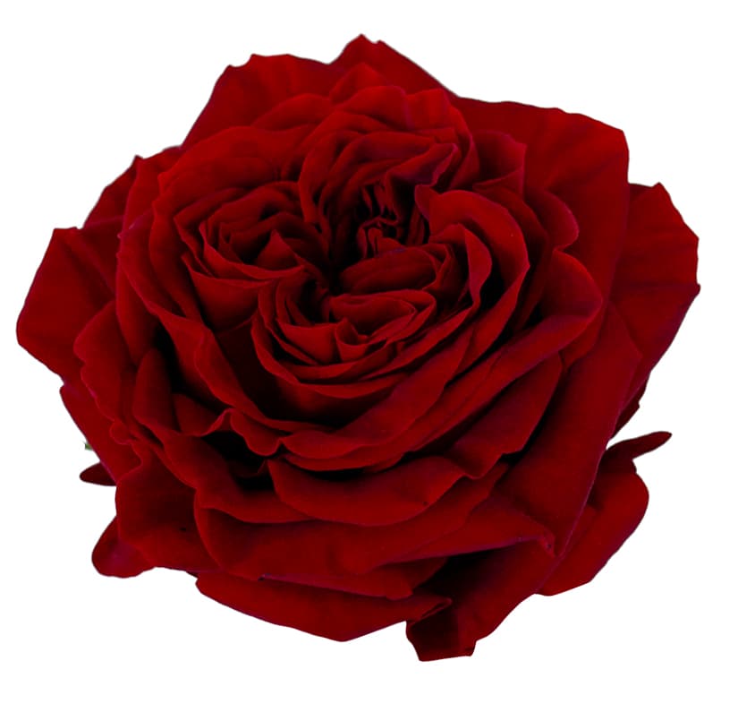 Garden Rose Mayra's Red Red 50 cm