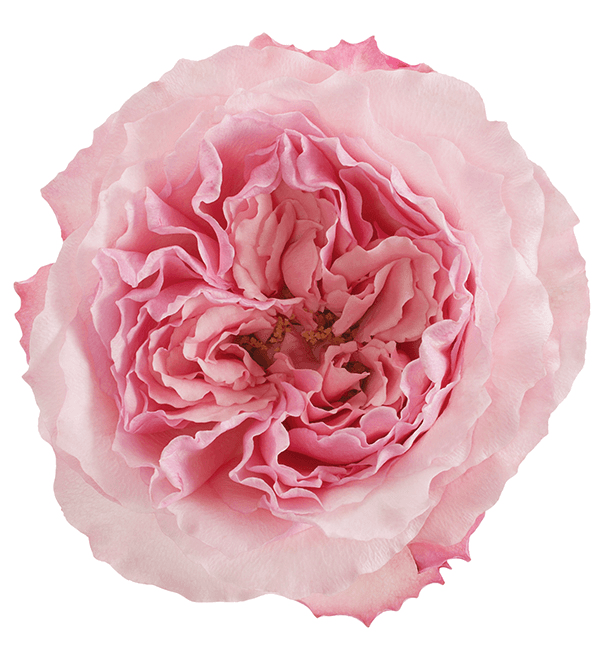 Garden Rose Mayra's Pink Medium Pink 50 cm