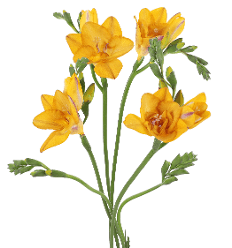 Freesia Bronze Mustard 40 Cm