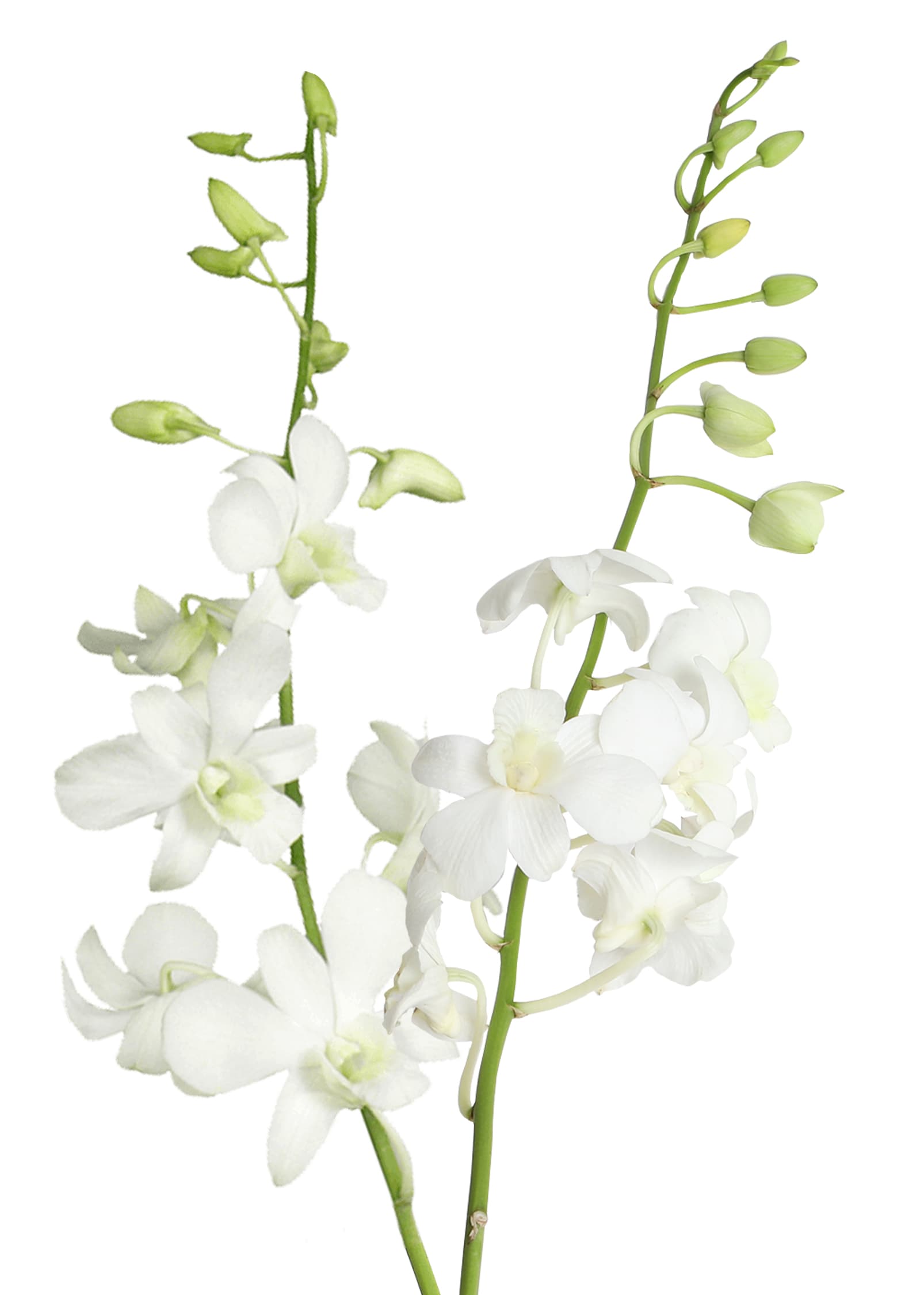 Orchids Dendrobium Sanan White Ll