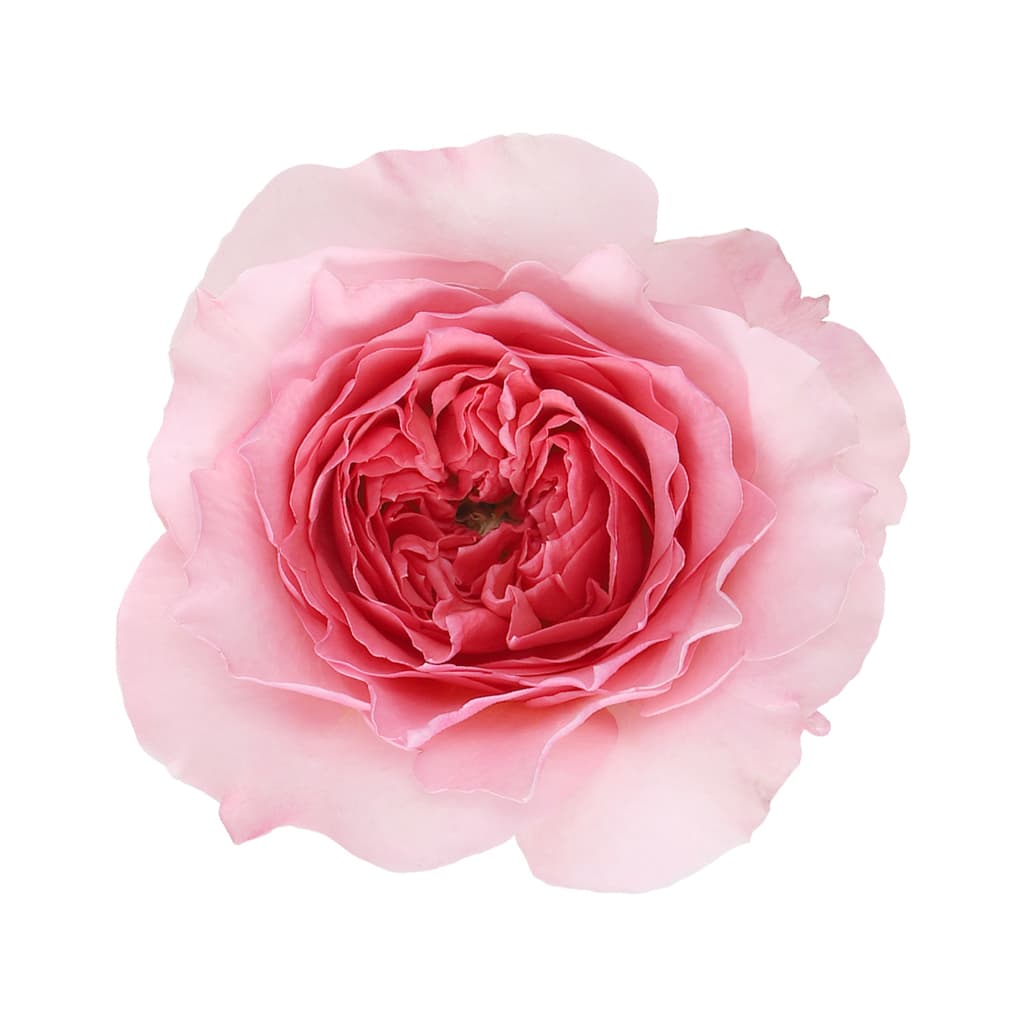 Garden Rose David Austin Millicent Pink 40/50 Cm