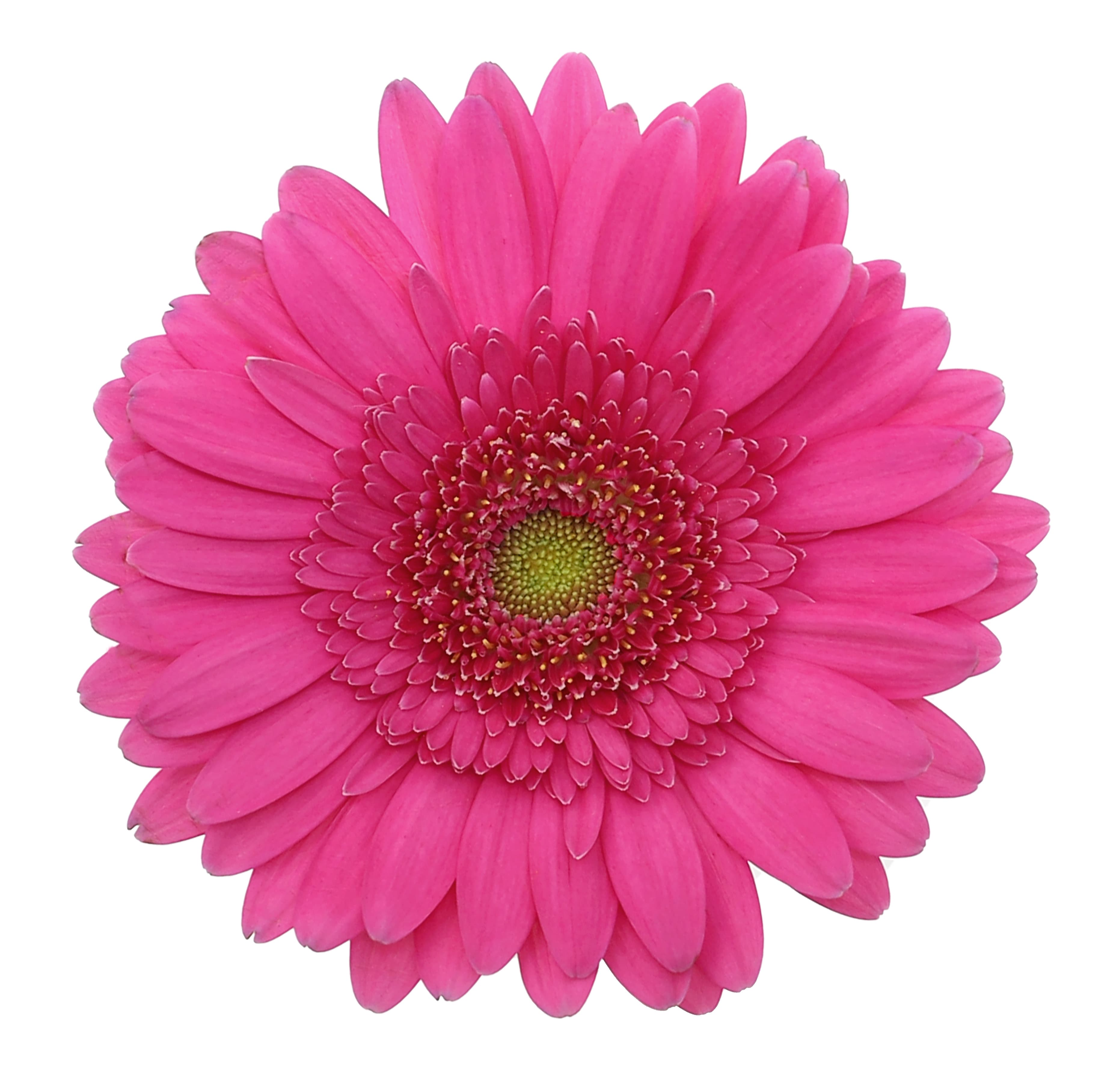 Gerbera Dark Pink 50 Cm