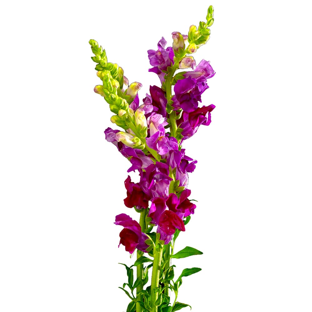 Snapdragon Burgundy S Sel