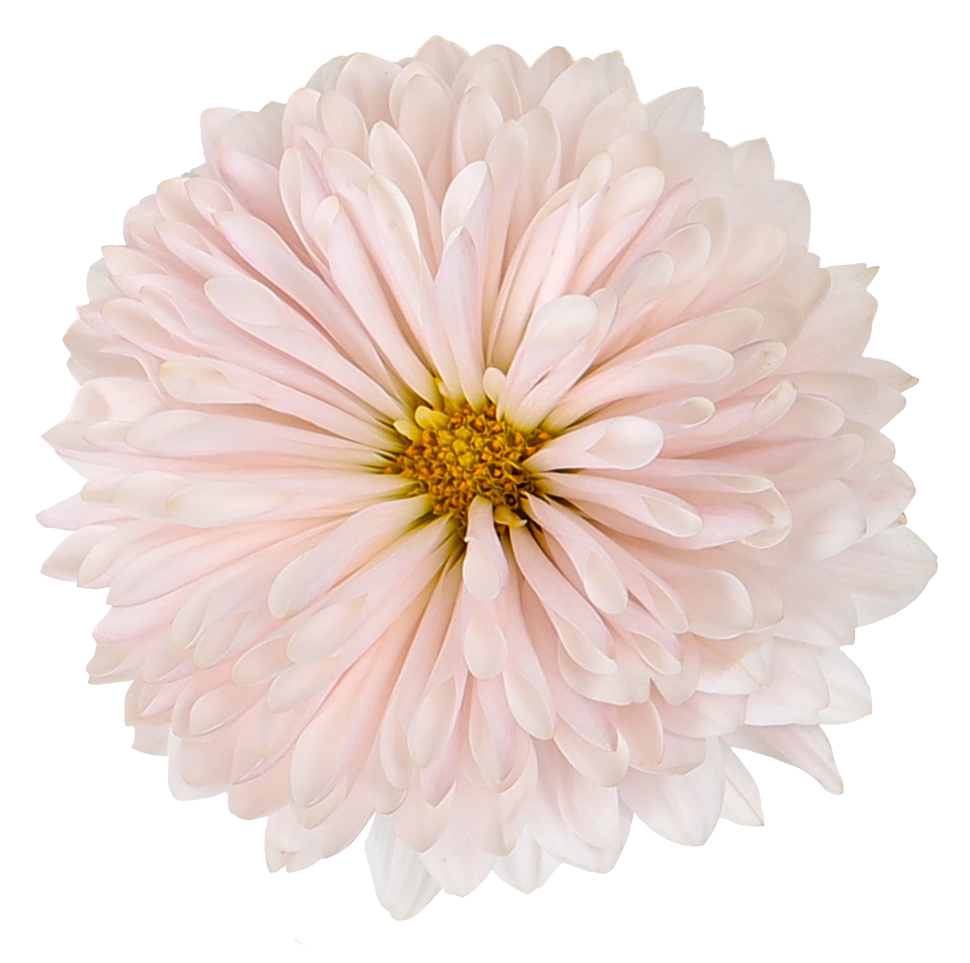 Mum Disbud Caffe Latte Blush