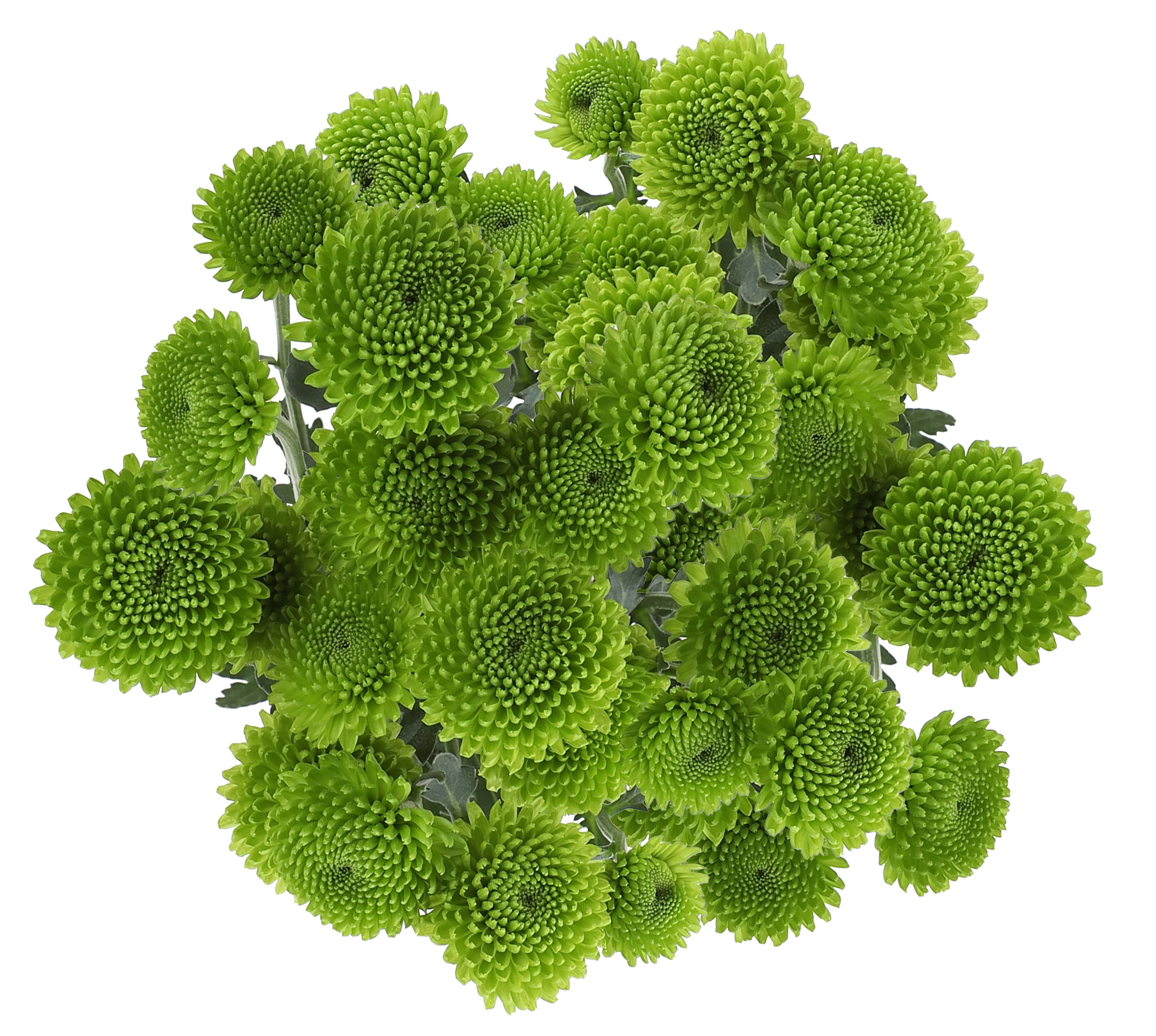 Pom Button Peptalk Green