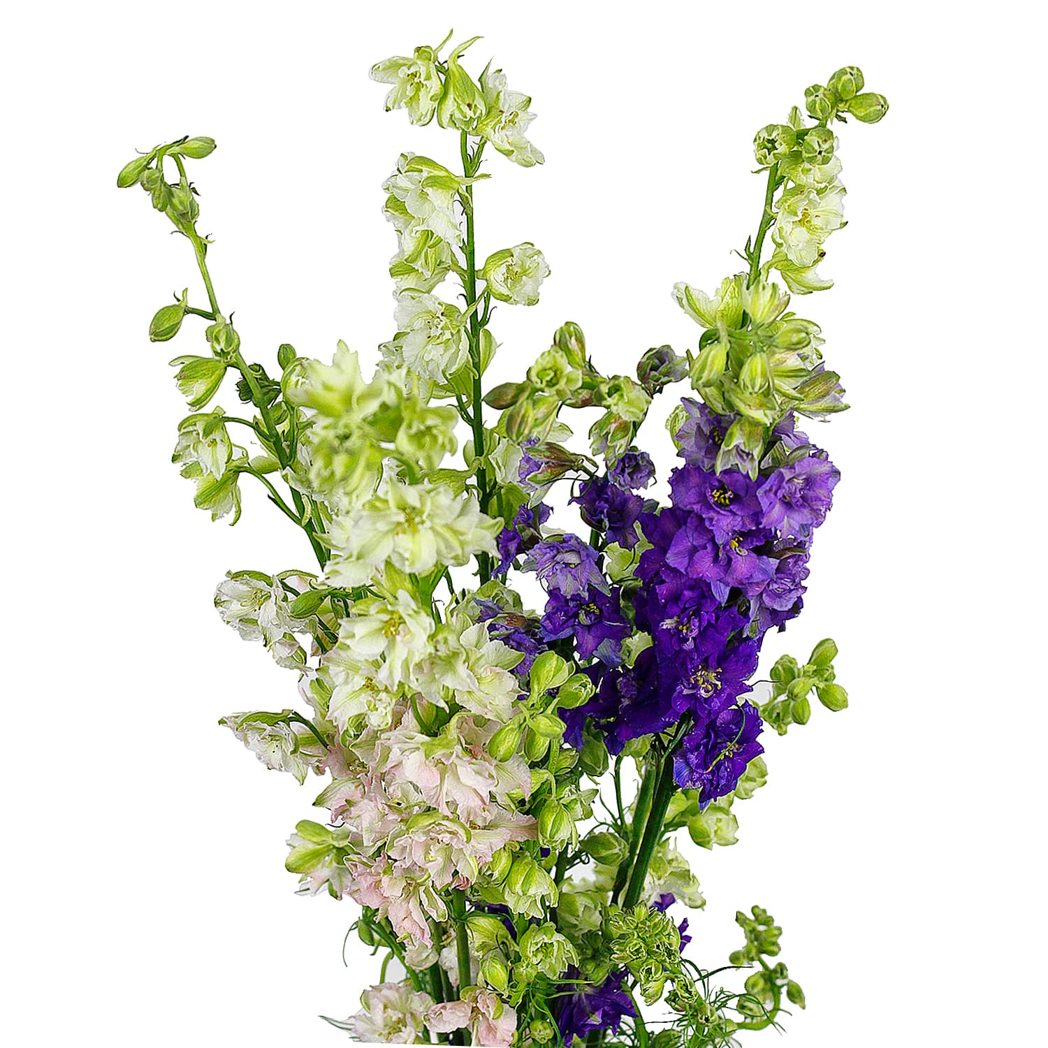 Larkspur Assorted 80 Cm