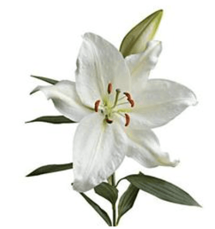 Lily Oriental Crystal Blanca White 3/5 Blooms