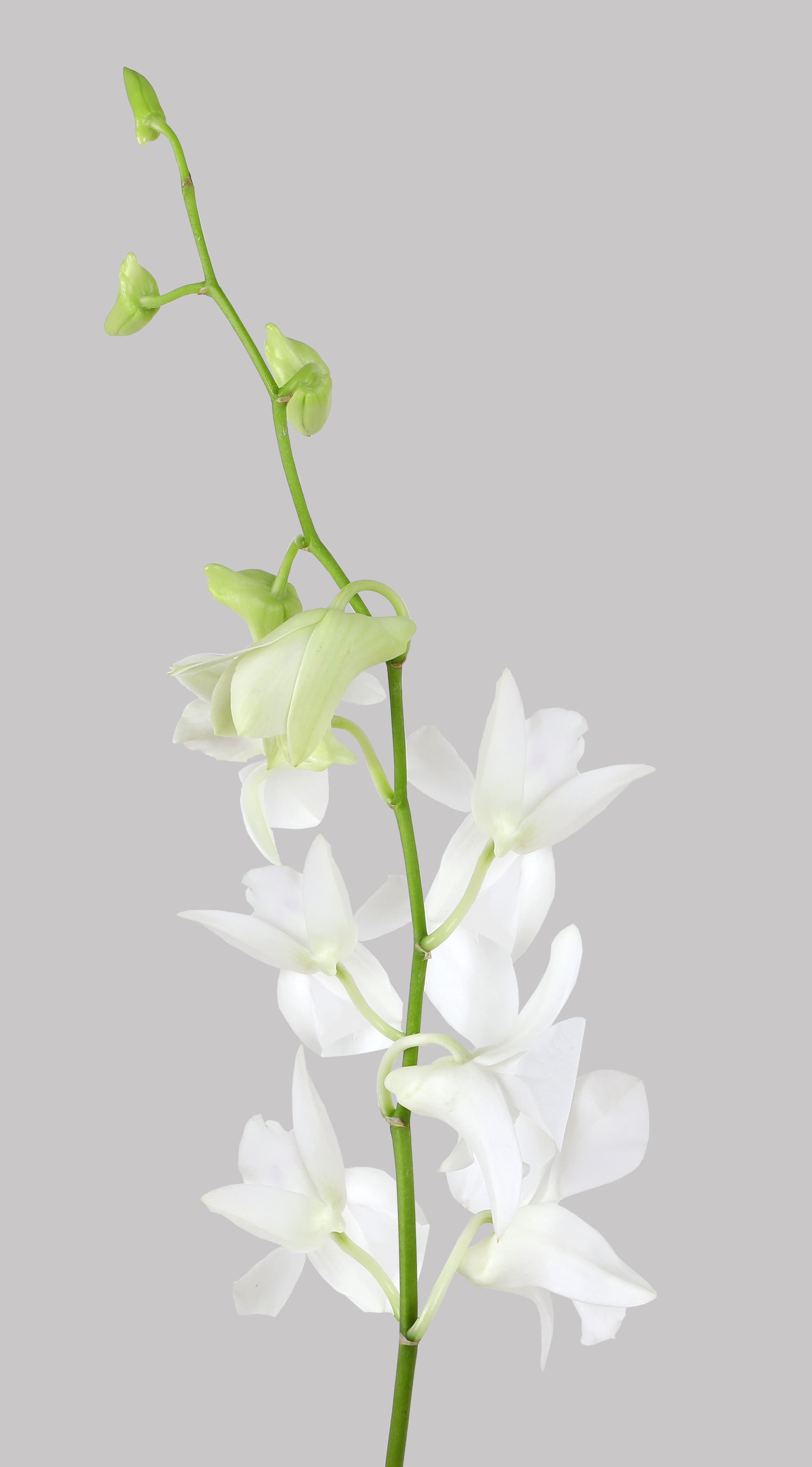 Orchids Dendrobium Sonia White Ll