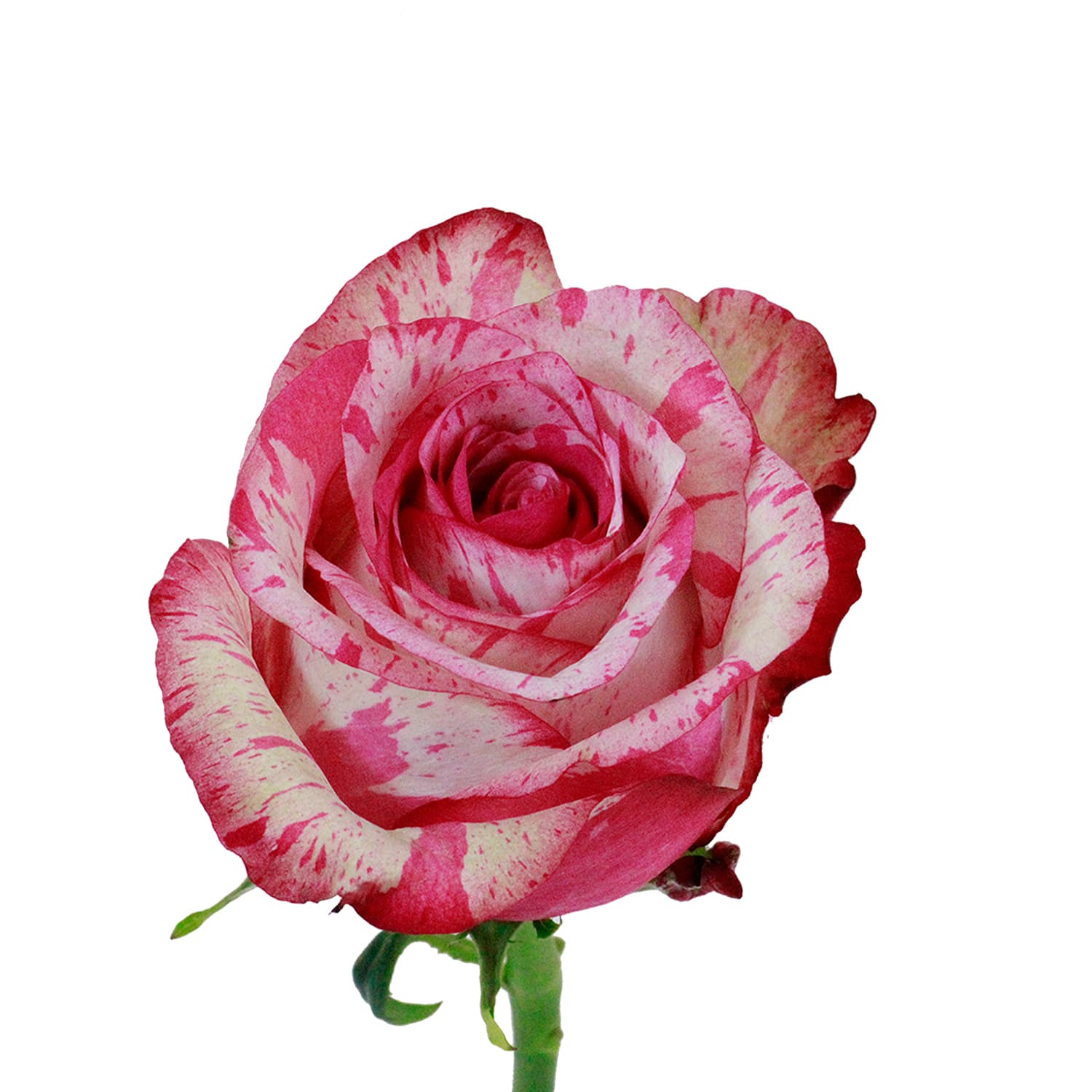 Rose Magic Times Bicolor Pink 50 Cm