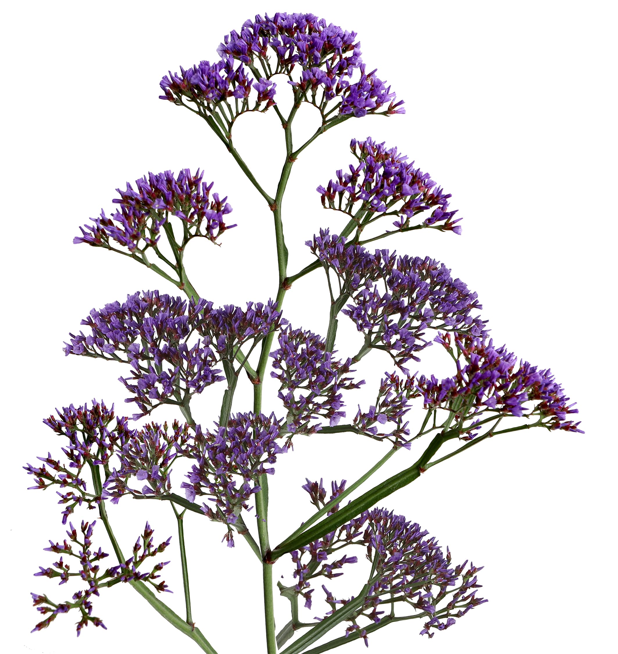 Limo Enchante Purple