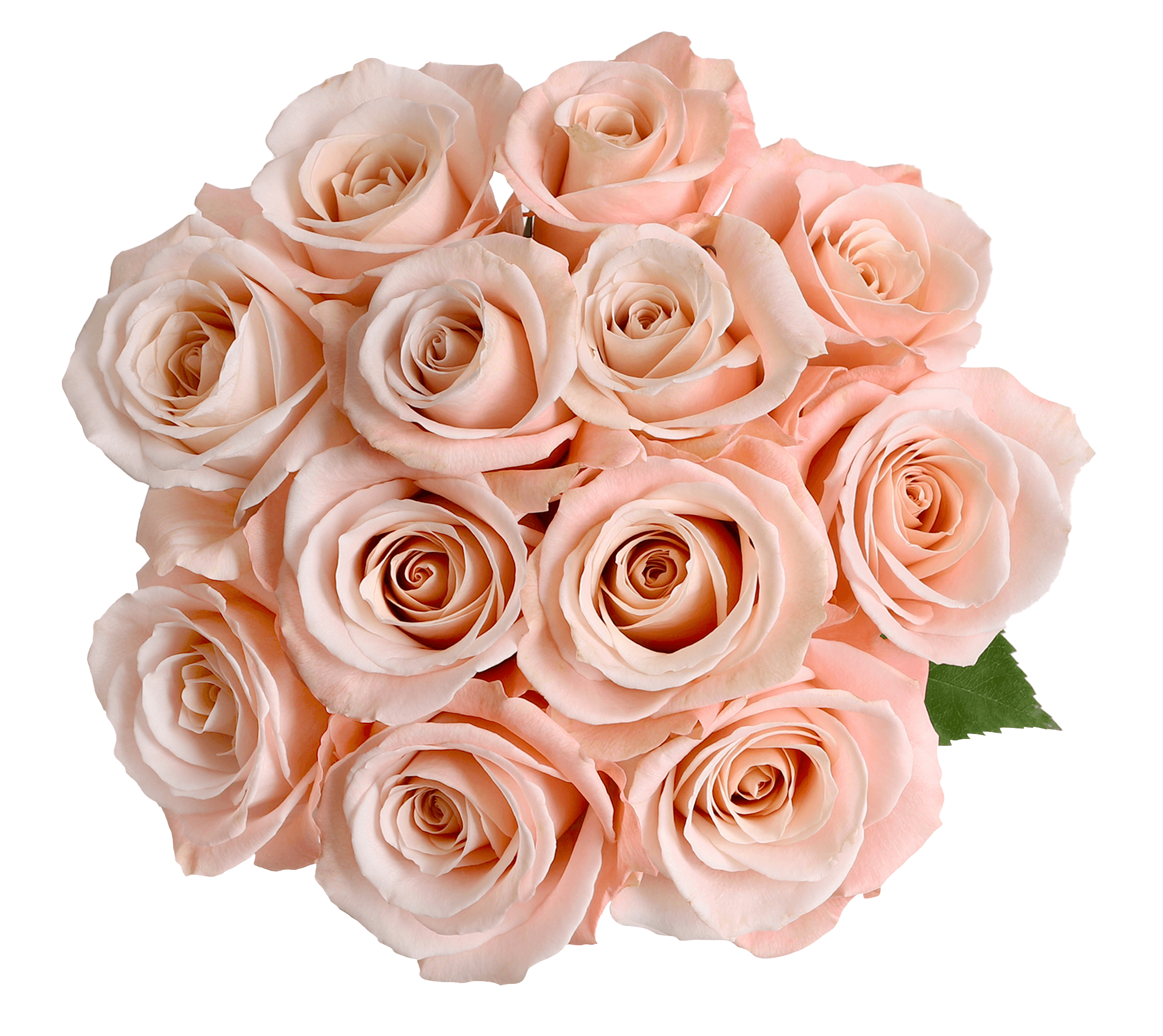 Rose Ocean Mist Peach Apricot 70 cm