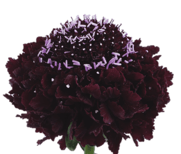 Scabiosa Blackberry Scoop Black 60 Cm