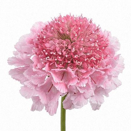 Scabiosa Marshmallow Scoop Medium Pink 50 Cm