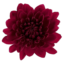 Dahlia Karma Chocolate Burgundy 40/50 Cm