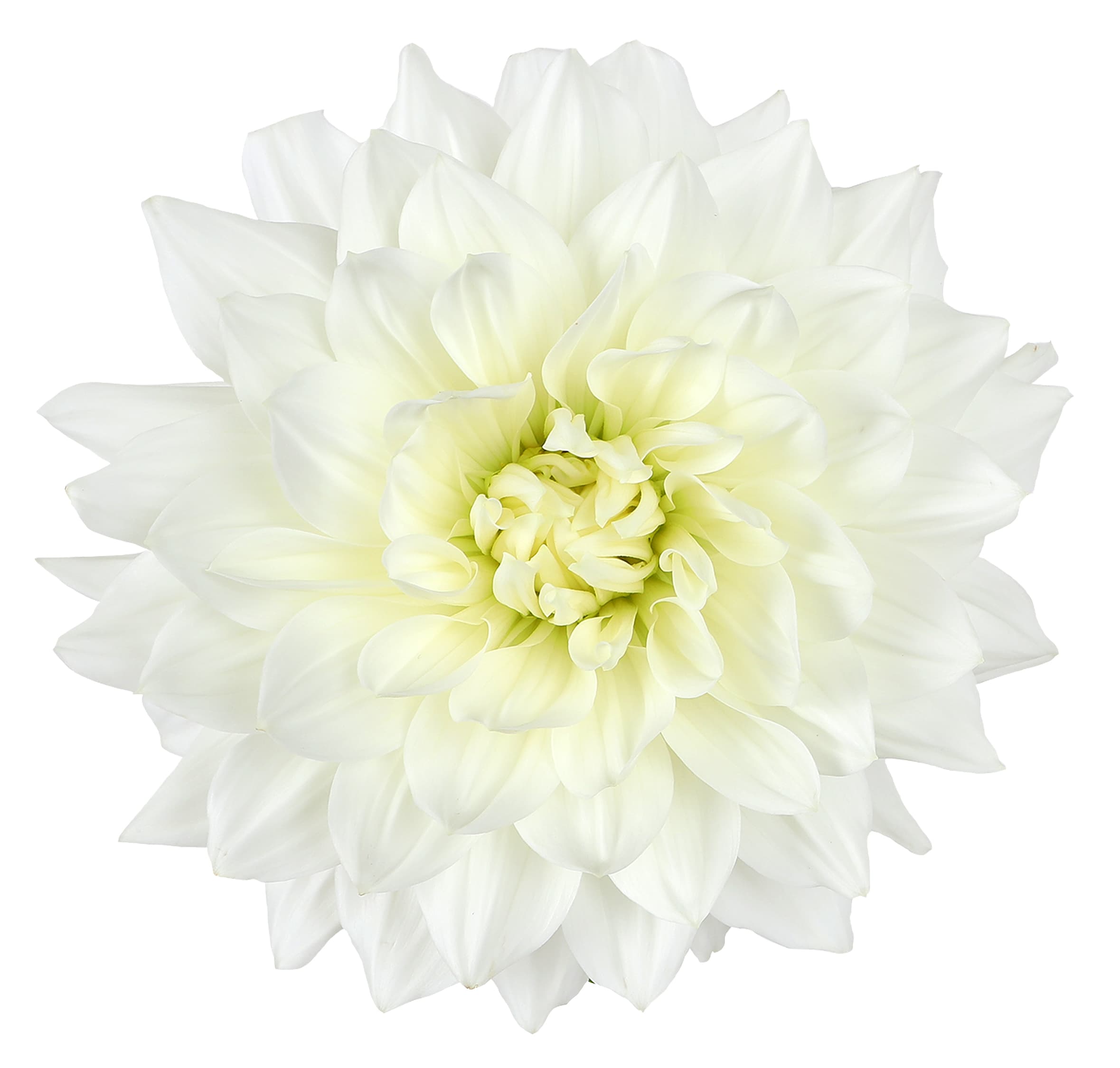 Dahlia Hybrid White Quartz White 40/50 Cm