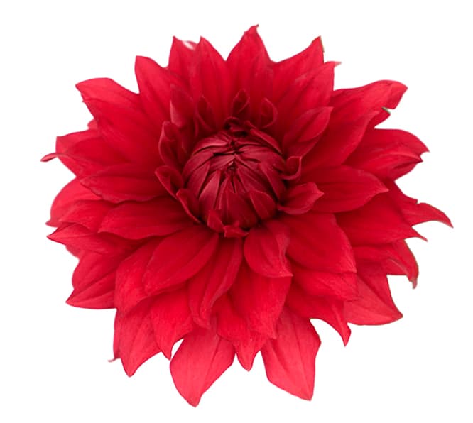 Dahlia Hybrid Red Garnet Red 40/50 Cm