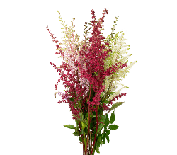 Astilbe Assorted Sel