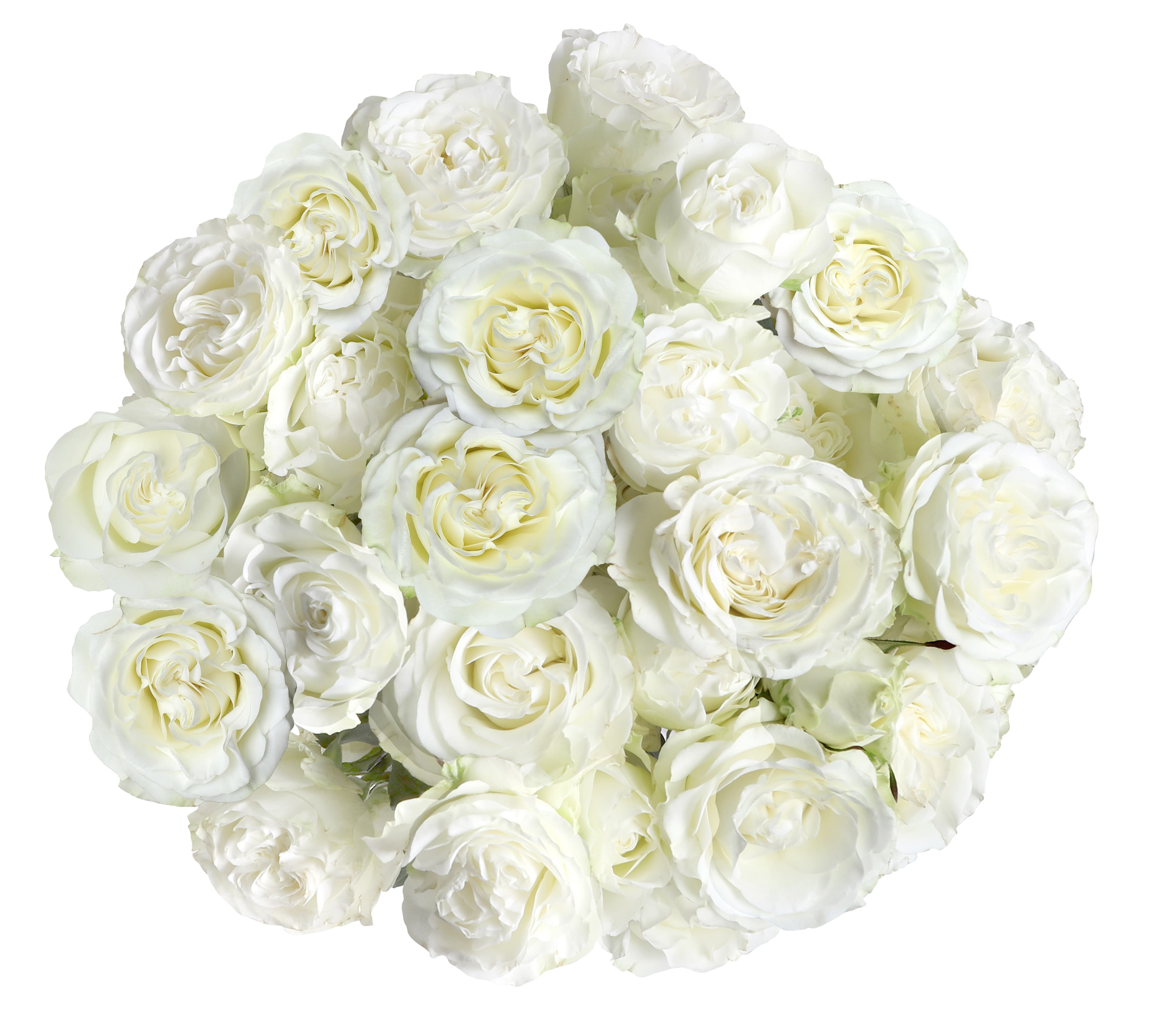 Garden Rose Dreamer Spray White 50 Cm