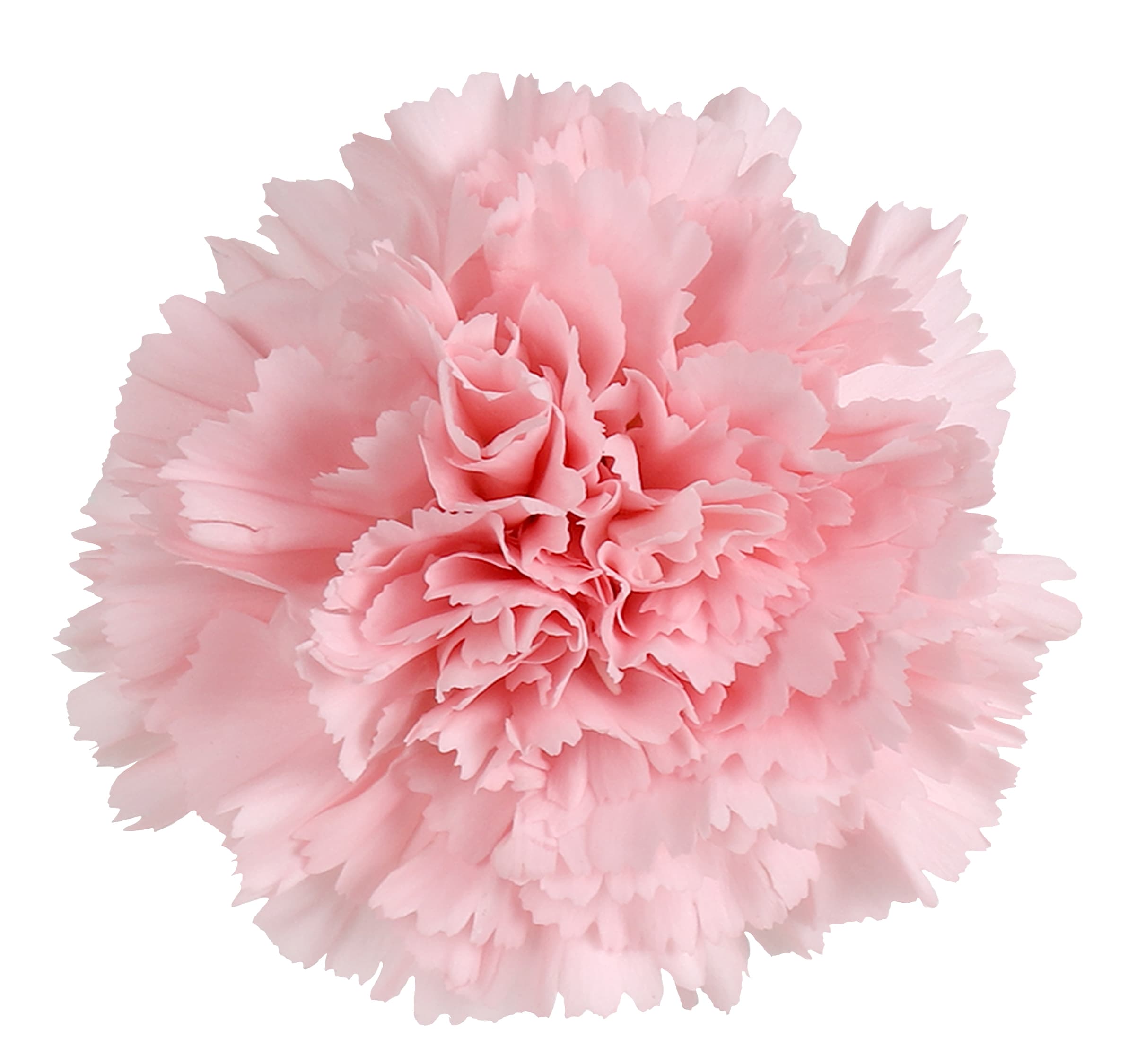 Carn Jodie Light Pink Sel