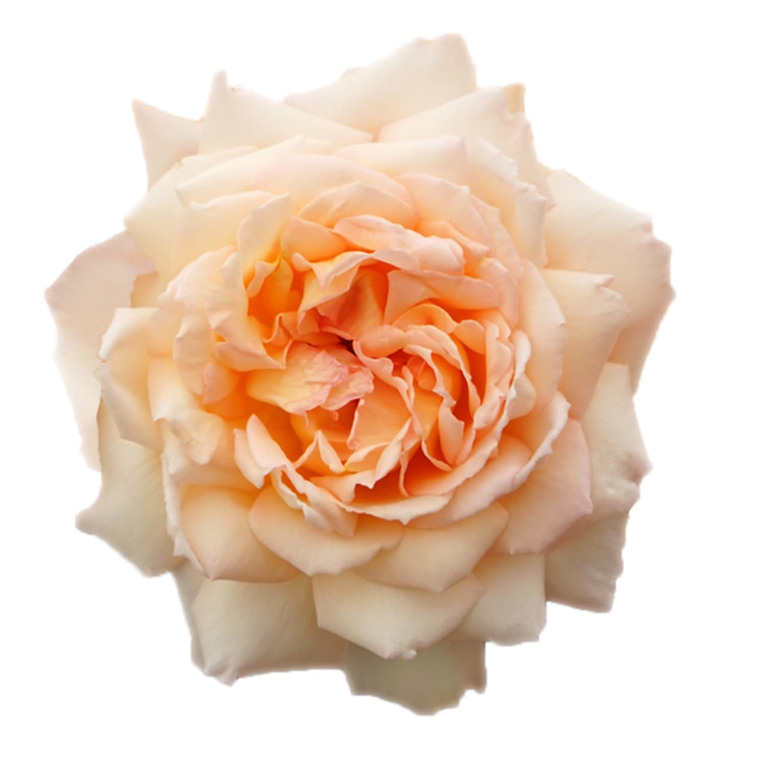 Garden Rose Princess Holly's Hope Peach Cream 40/50 cm