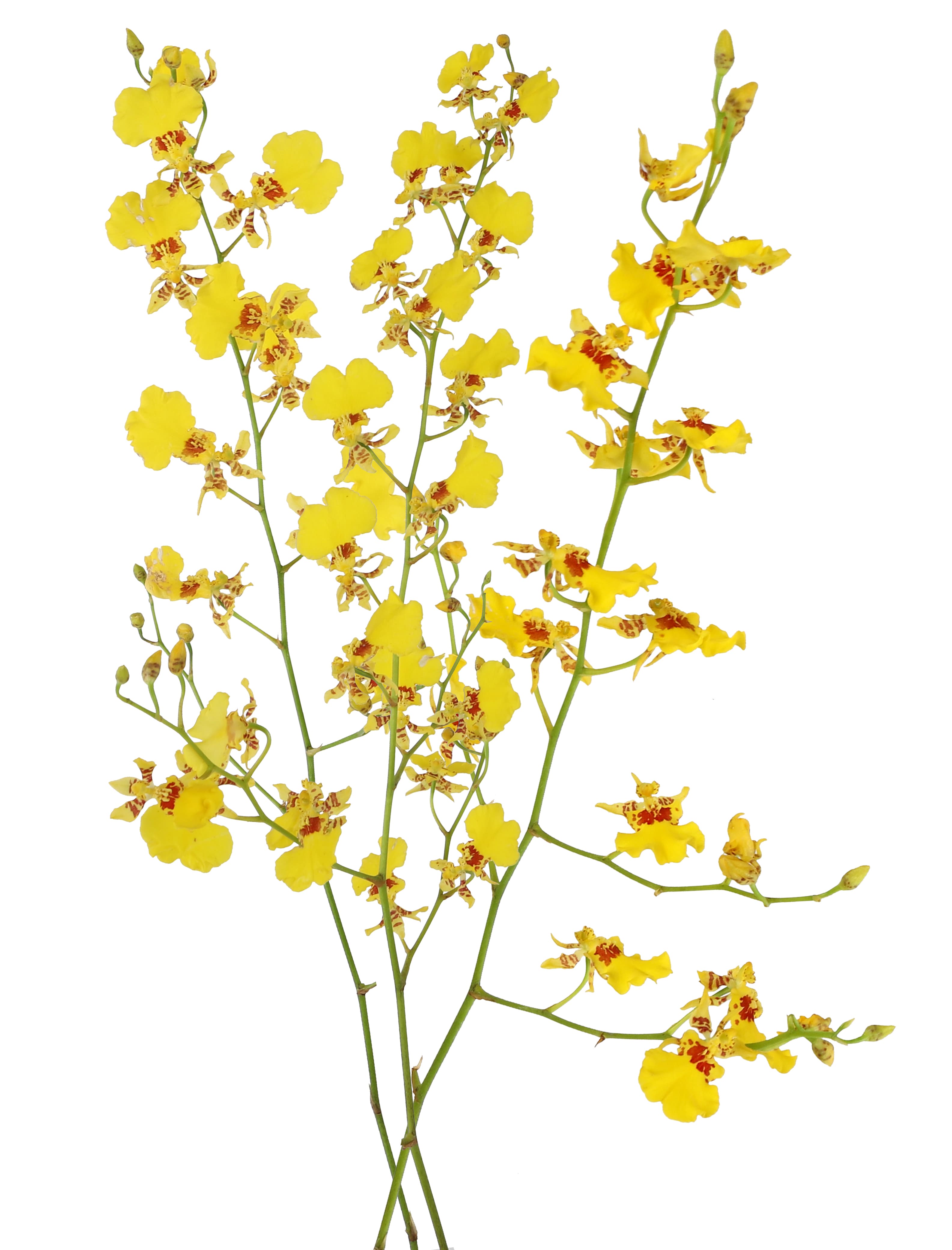 Orchids Oncidium Golden Shower Yellow Ll