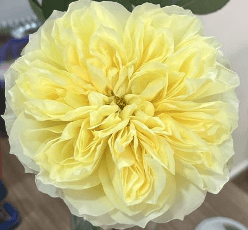 Rose Antonia Garden Light Yellow 50 Cm