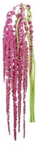 Amaranthus Hanging Red 70 Cm