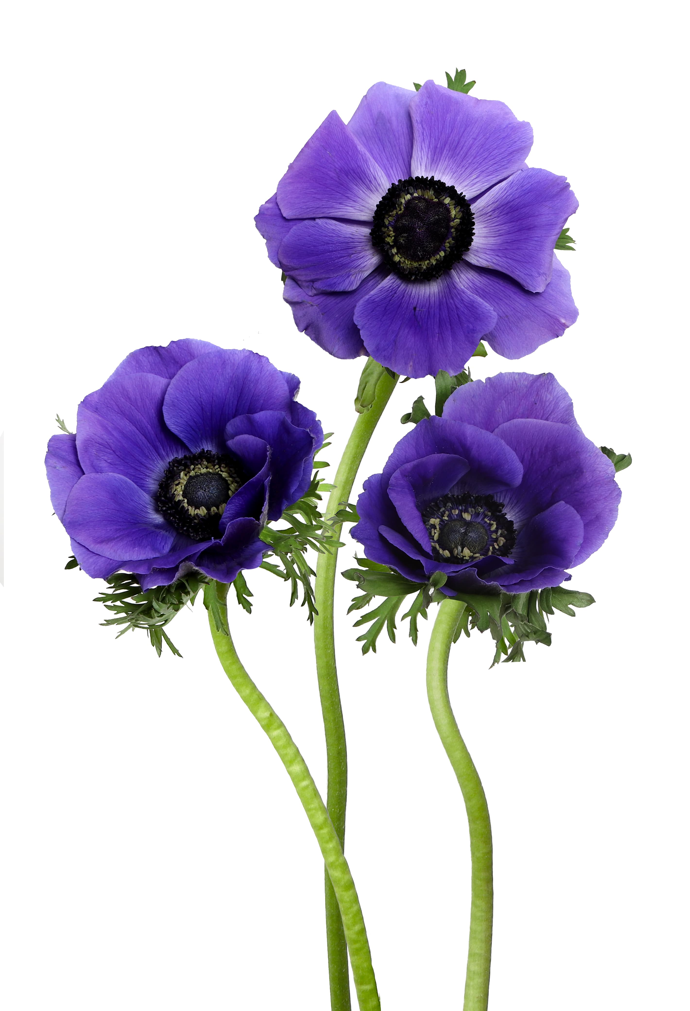 Anemone Blue 30/40 Cm