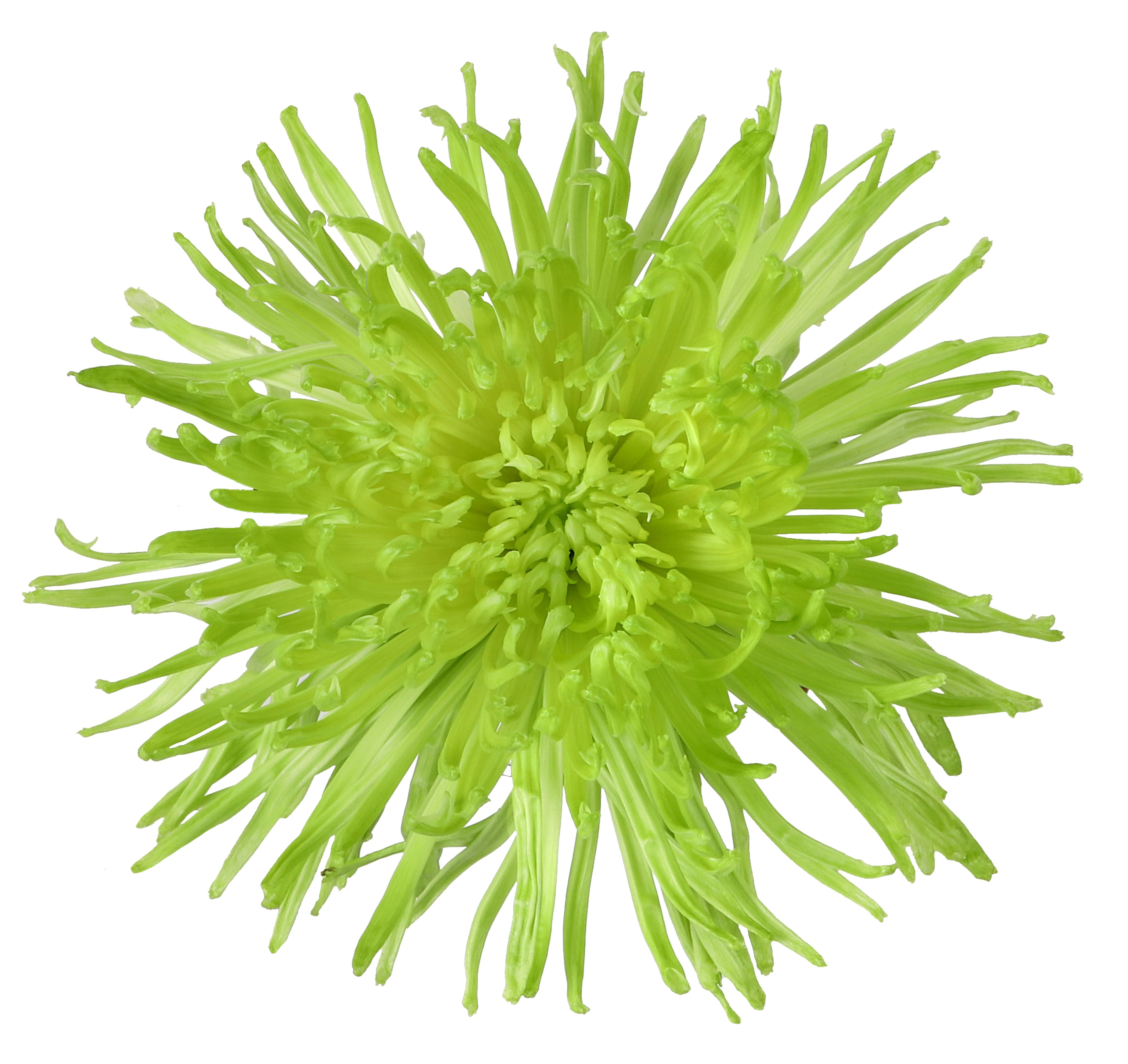 Mum Spider Clemente Green