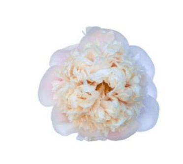 Peony Colonel Owen Cousins White With Peach 55 Cm
