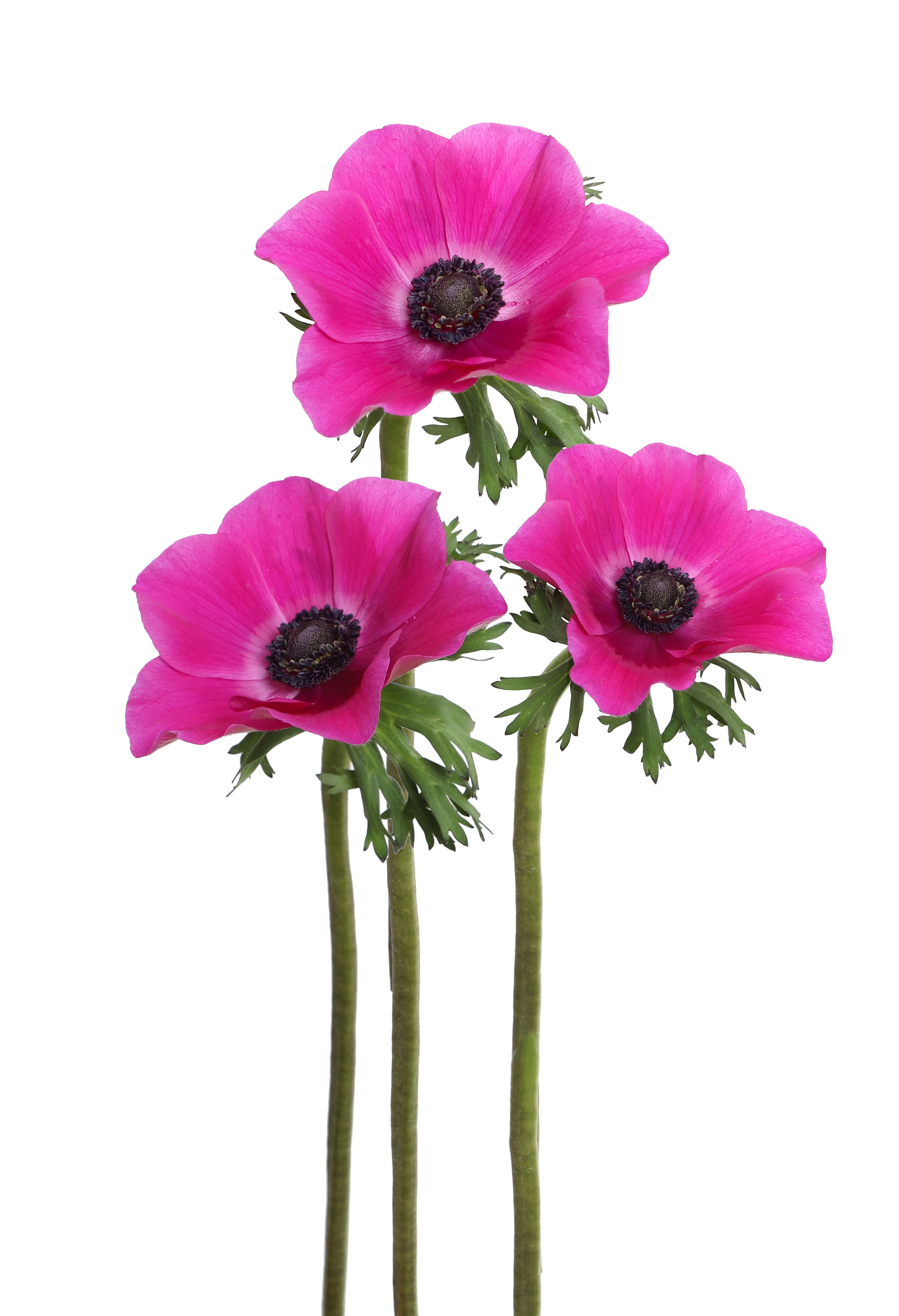 Anemone Hot Pink 30/40 Cm