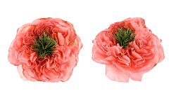 Rose Mandarin Xpression Peachy Pink 40 Cm