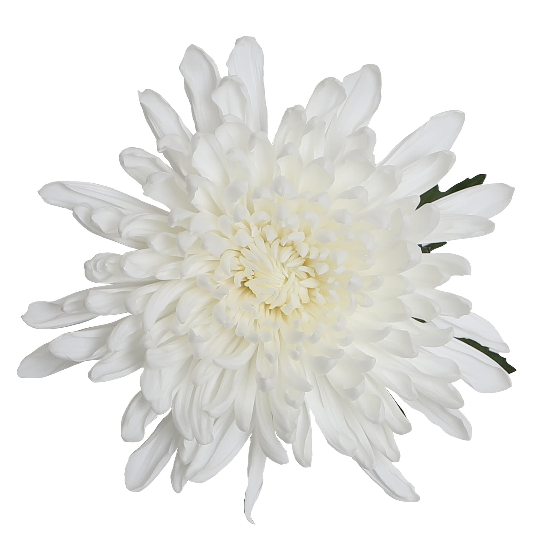 Mum Disbud Salvador White