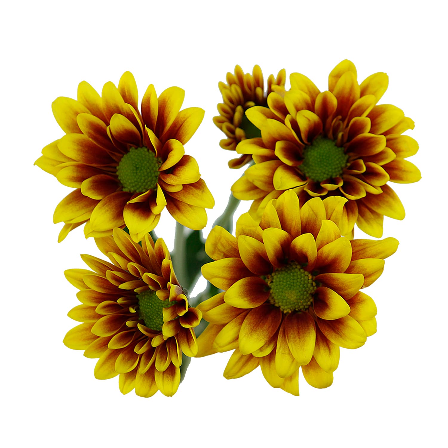 Pom Daisy Yamato Bi Red/yell