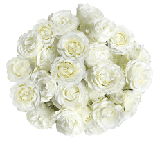 Garden Rose Dreamer Spray White 60 Cm