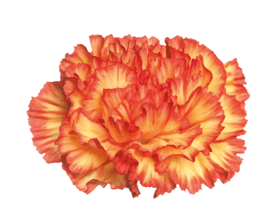 Carn Zenith Bicolor Orange Sel