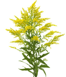 Aster Tara-solidago