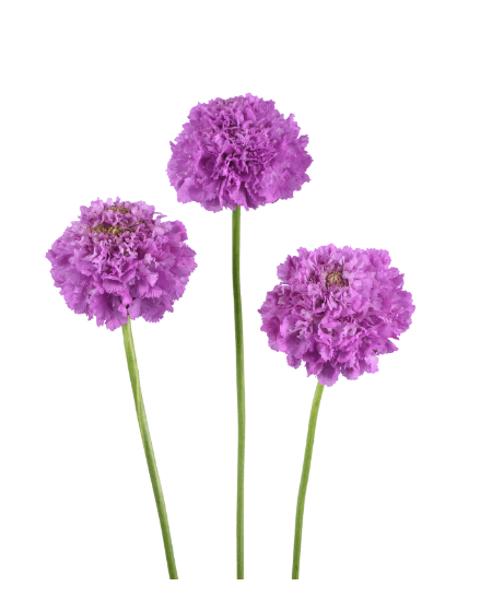 Scabiosa Focal Scoop Bon Bon Ube Lavender 50 Cm