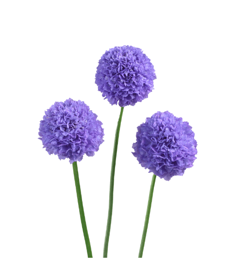 Scabiosa Focal Scoop Bon Bon Teaberry Dark Lavender 70 Cm