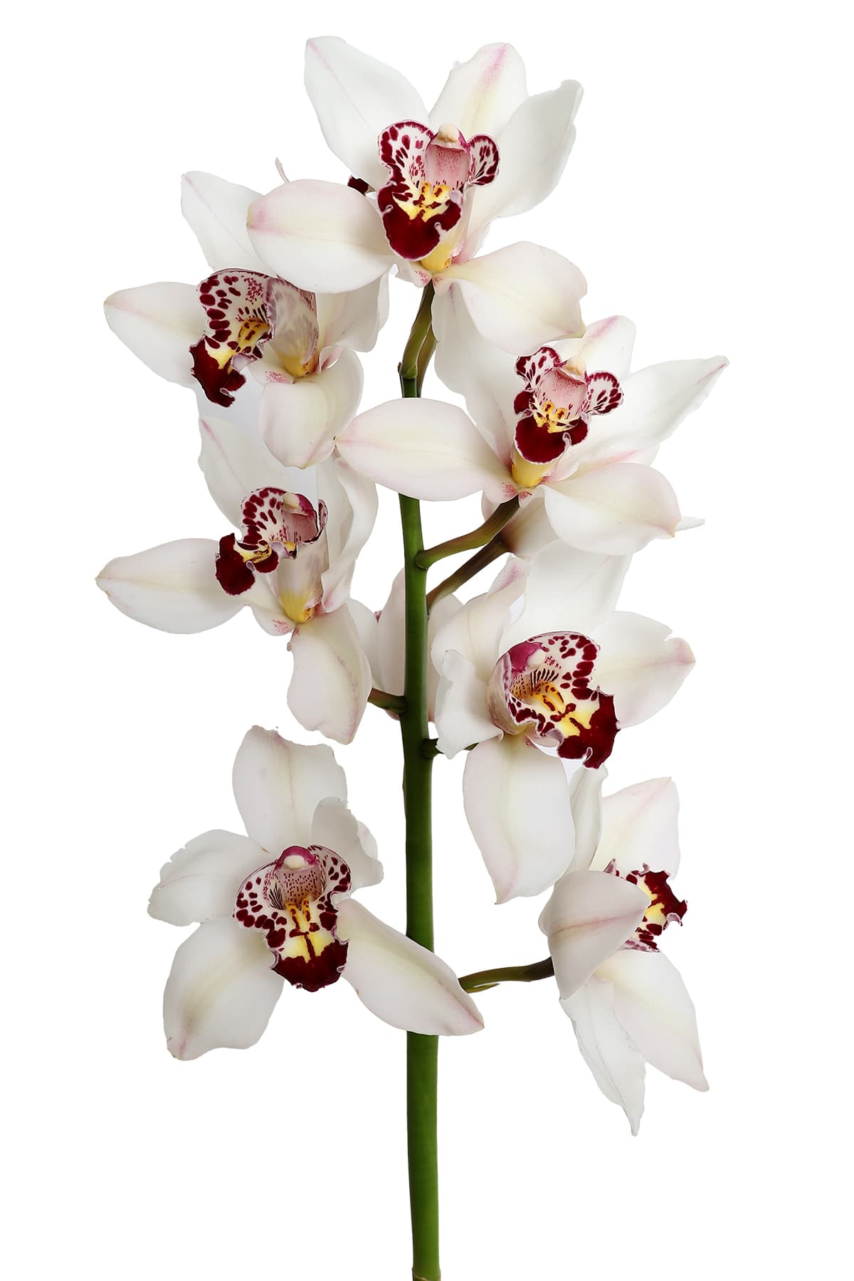 Orchids Cymbidium Snow Fair 8-12 Bloom White 60 Cm