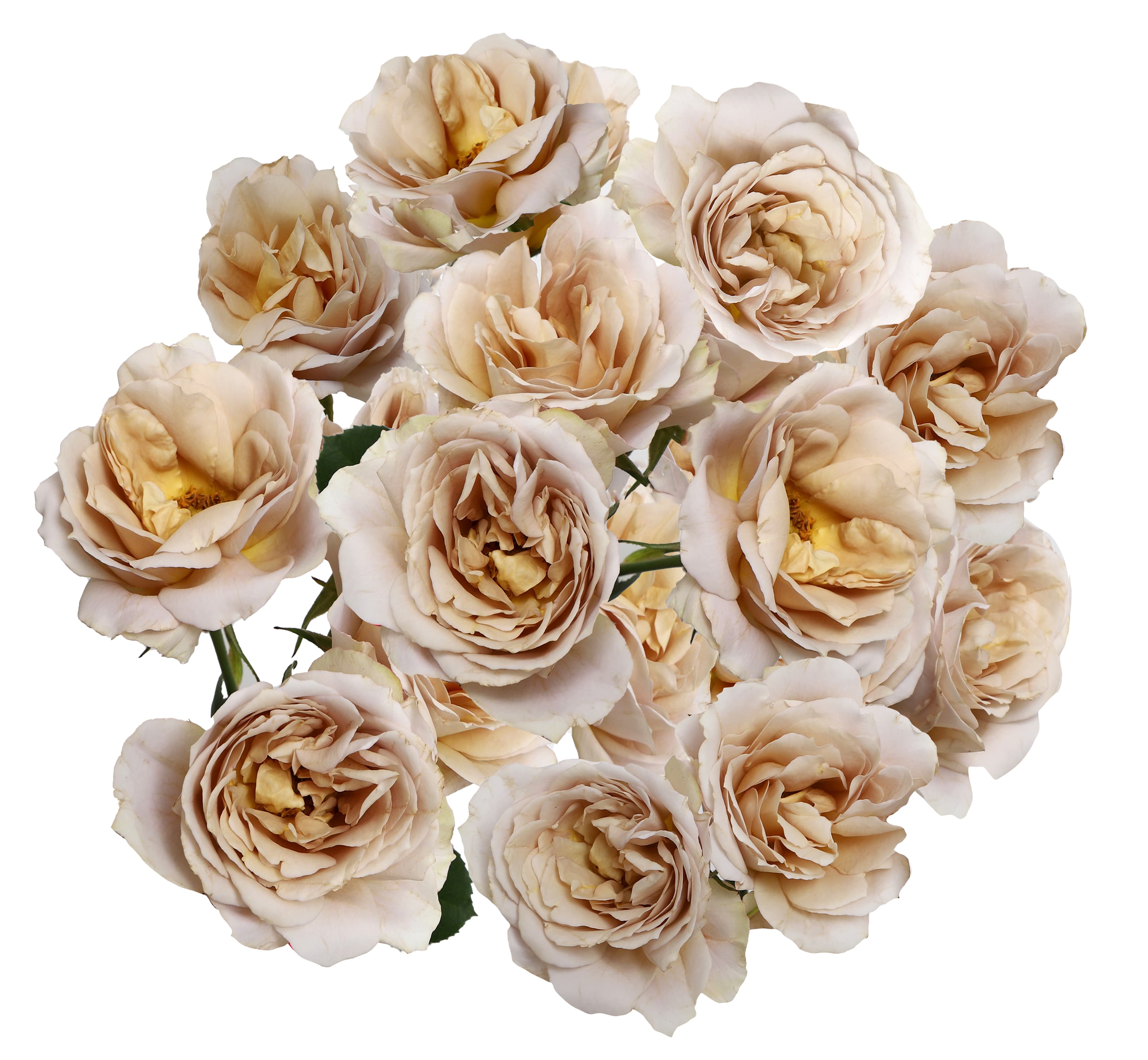 Garden Rose Wabara Hana Spray Sand 40/50 cm